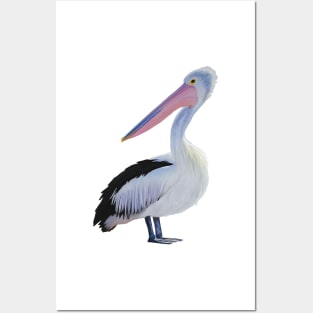 White Pelican illustration. Beach themed art, great gift for bird lovers Posters and Art